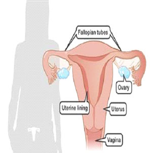 edocrine sysytem
